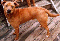 Woof! Woof!